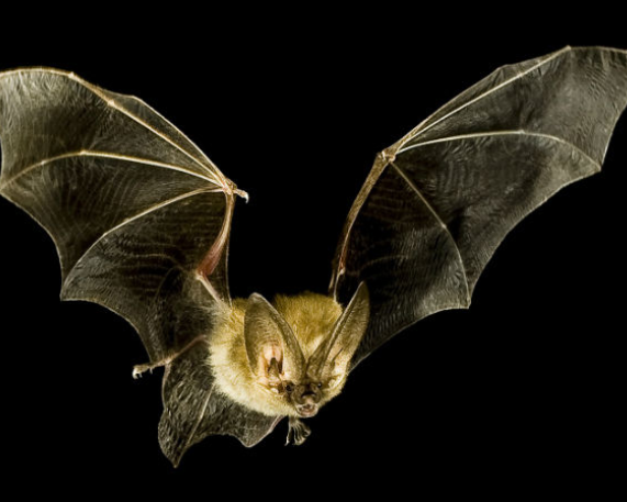 State of India’s Bats Report 2024–25