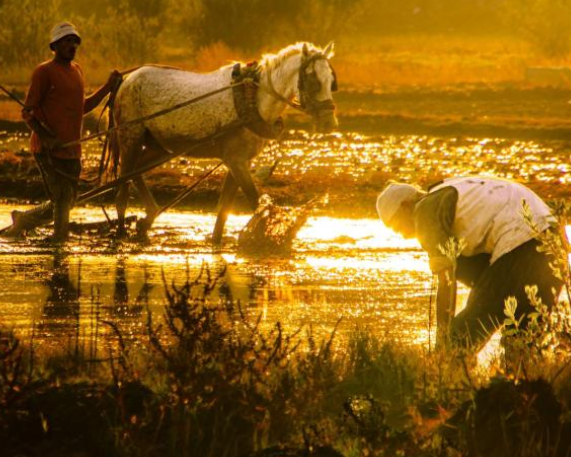 FAO–WMO Report: Extreme Heat and Agriculture