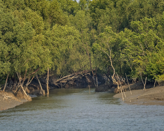 Sundarbans in Decline: Loss of Ecosystem Resilience