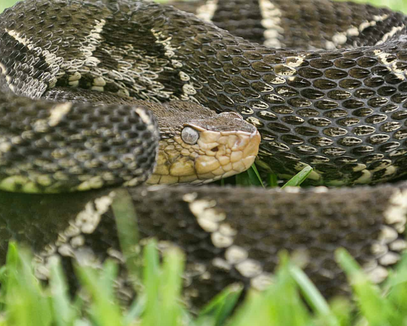 Costa Rica Launches Venomous Snake Identification App