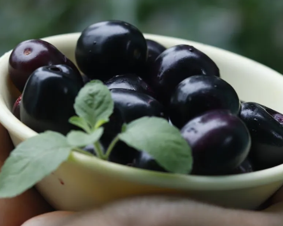 India Emerges as Cradle of Jamun Evolution