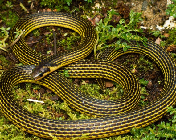 Calamaria garoensis: Burrowing Reed Snake Species discovered