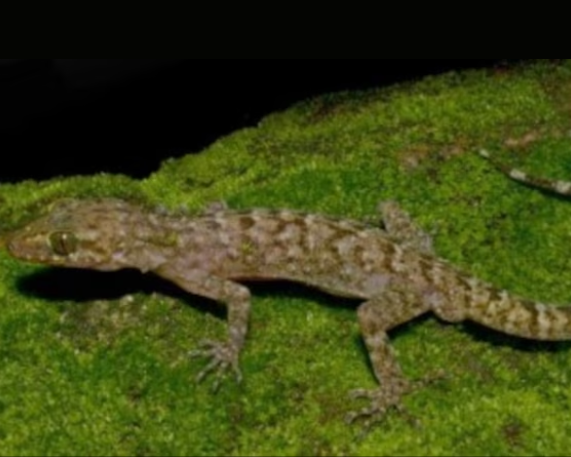 New Gecko Species Discovered in Raimona National Park
