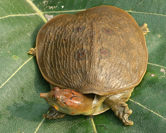 Indian Softshell Turtles Rescued: Illegal Wildlife Trade Exposed