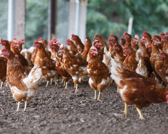 Newcastle Disease Outbreak Spreads Across Europe (2026)