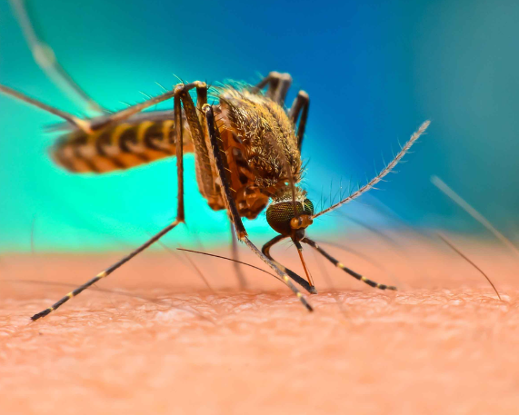 Genetically modified Mosquitoes can block Malaria Parasites