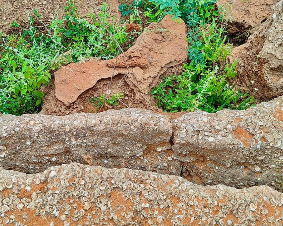Holocene Period Fossil Bed Discovery in Tamil Nadu