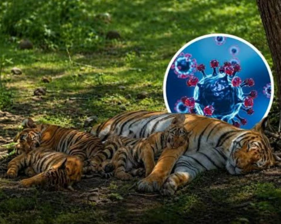 Canine Distemper Virus: Tiger Deaths in Kanha Tiger Reserve