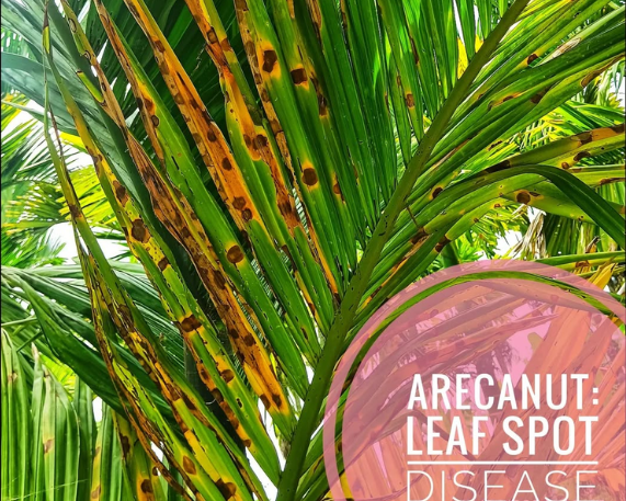 Leaf Spot Disease (LSD) in Arecanut