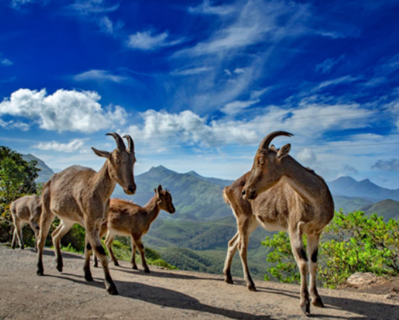 Third Synchronised Nilgiri Tahr Survey (2026)