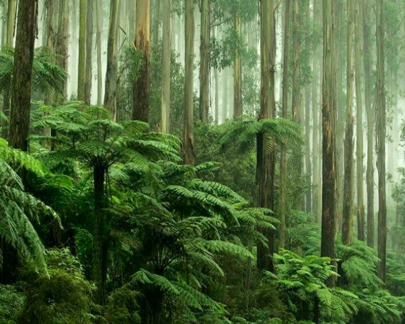 IBCA & ADB's Landscape Conservation and Nature-Positive Financing