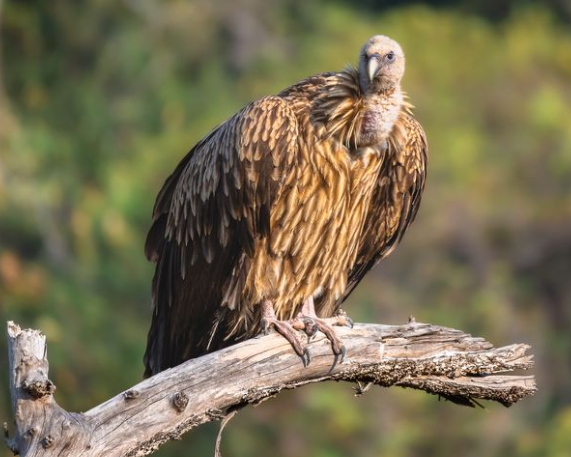 Melghat & Pench Tiger Reserves: Successful Vulture Reintroduction
