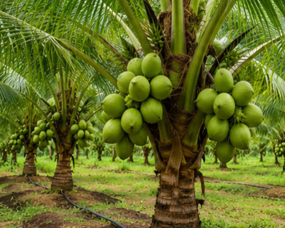 Kerala to Set Up Coconut Value-Addition Park